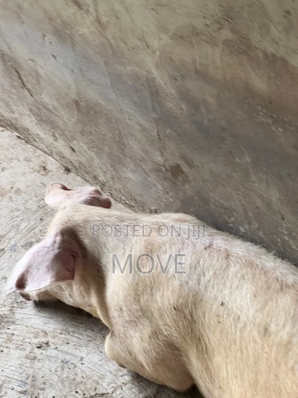 Pigs for Sale