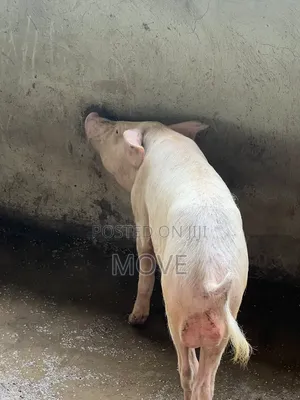 Pigs for Sale