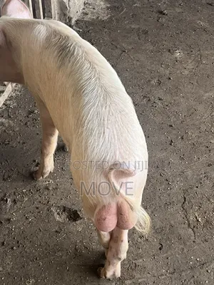 Pigs for Sale