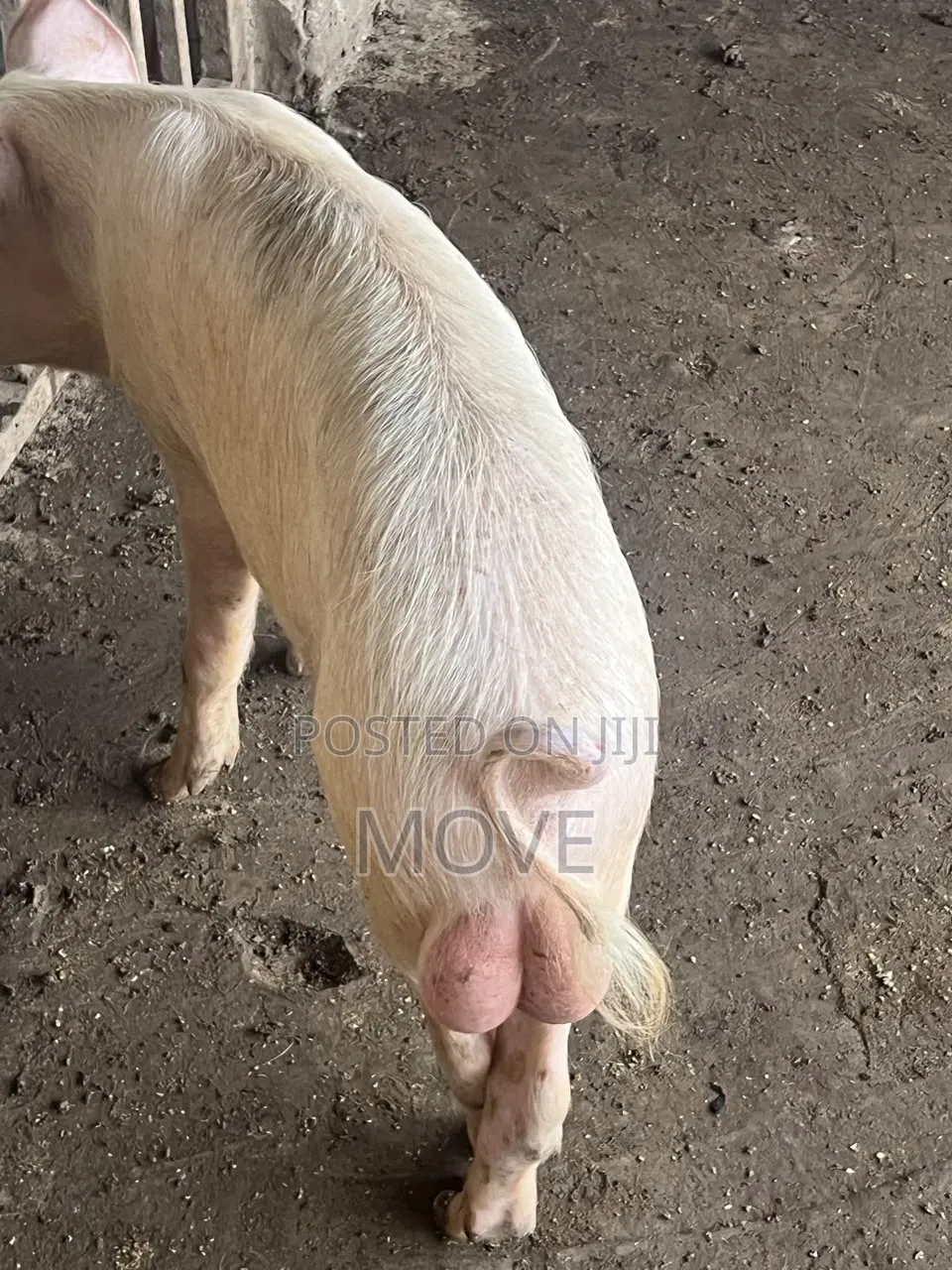 Pigs for Sale