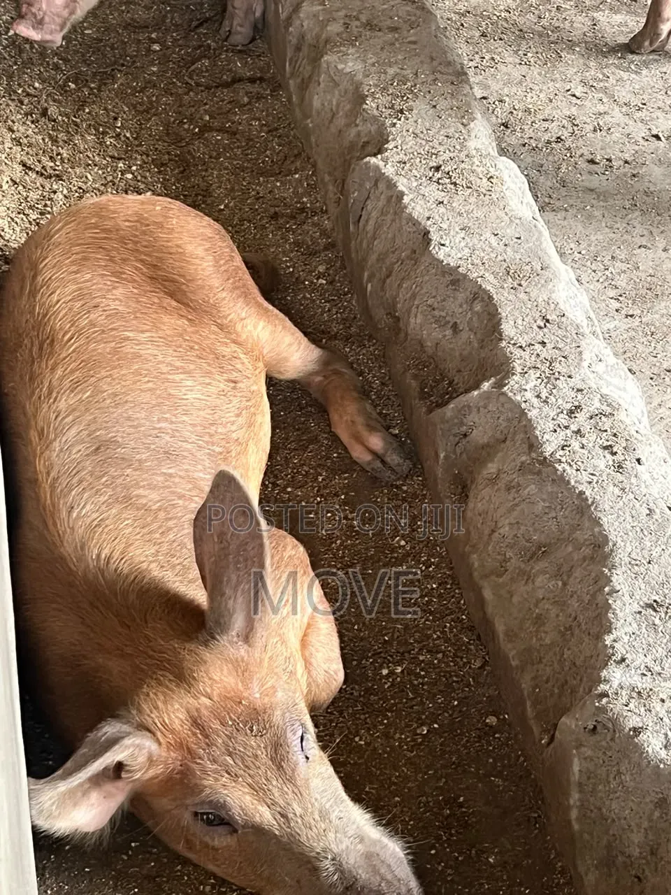 Pigs for Sale
