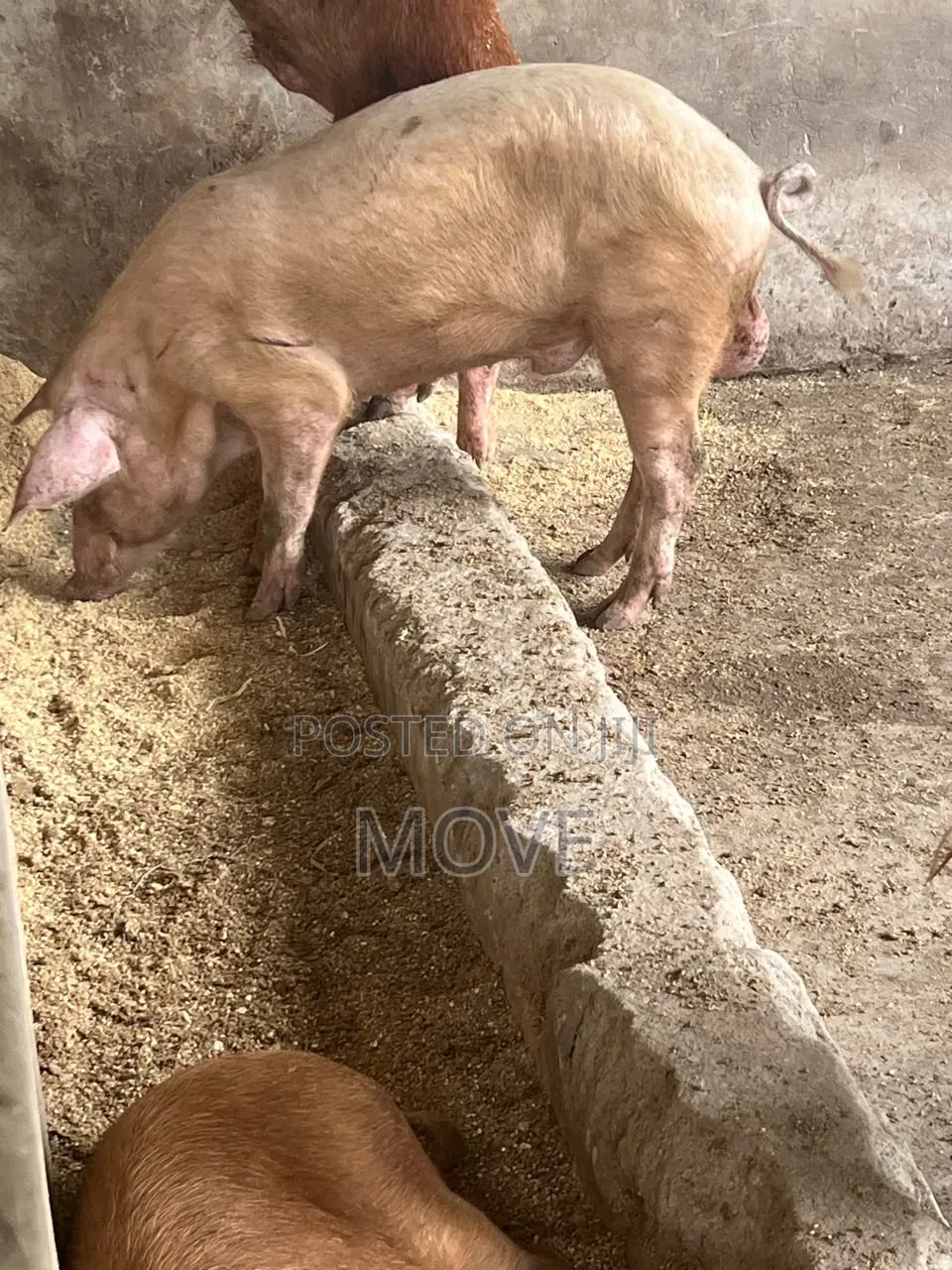 Pigs for Sale