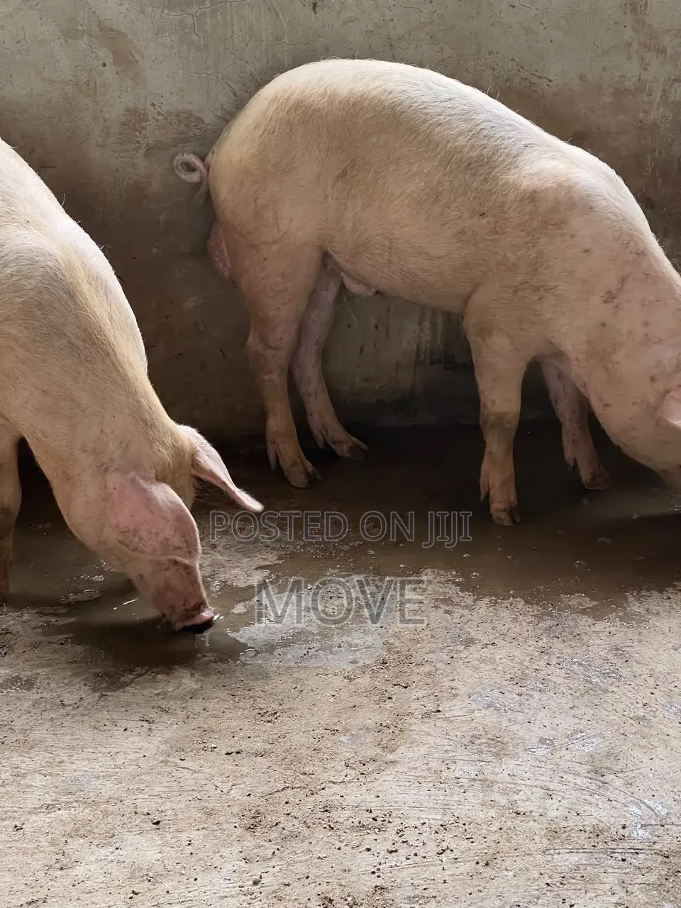 Pigs for Sale