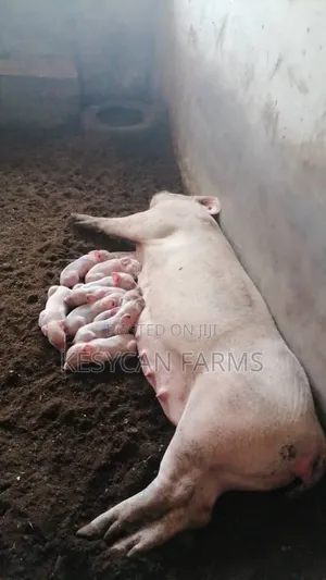 Pigs and Pork