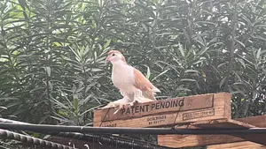 Indian Fantail and Lahore Pigeons