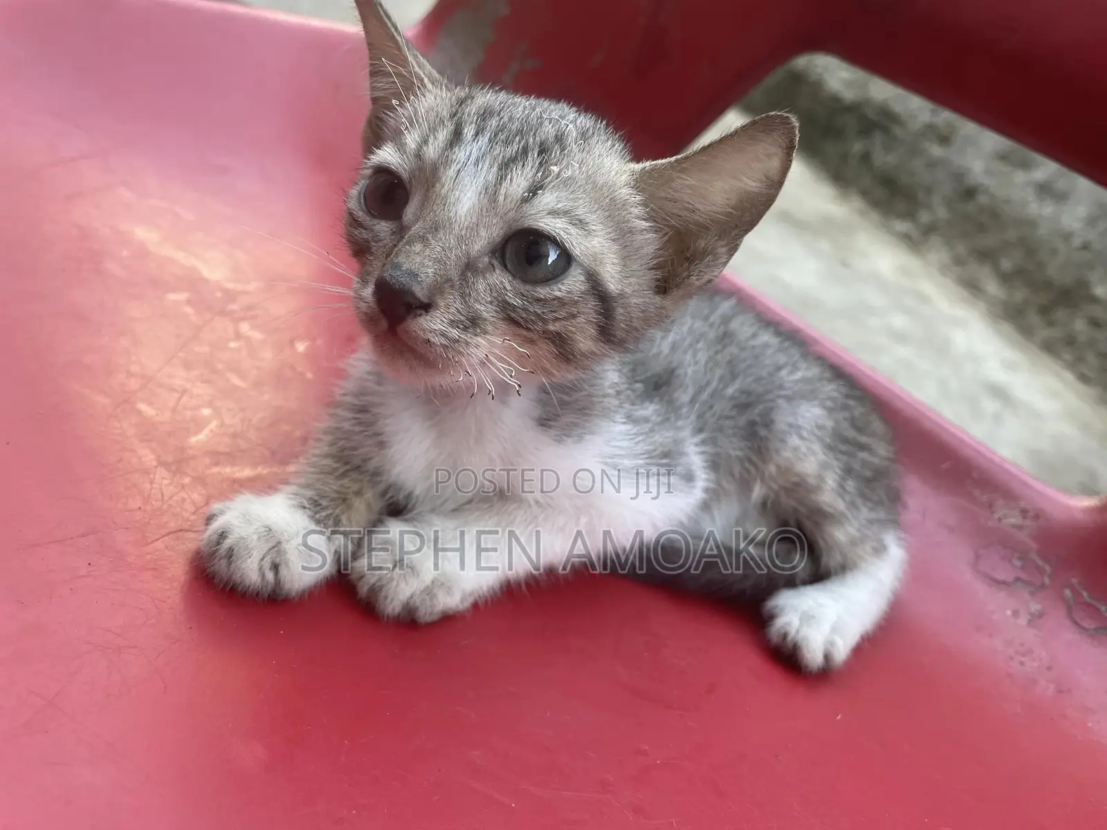 3-6 months Female Mixed Breed Egyptian Mau