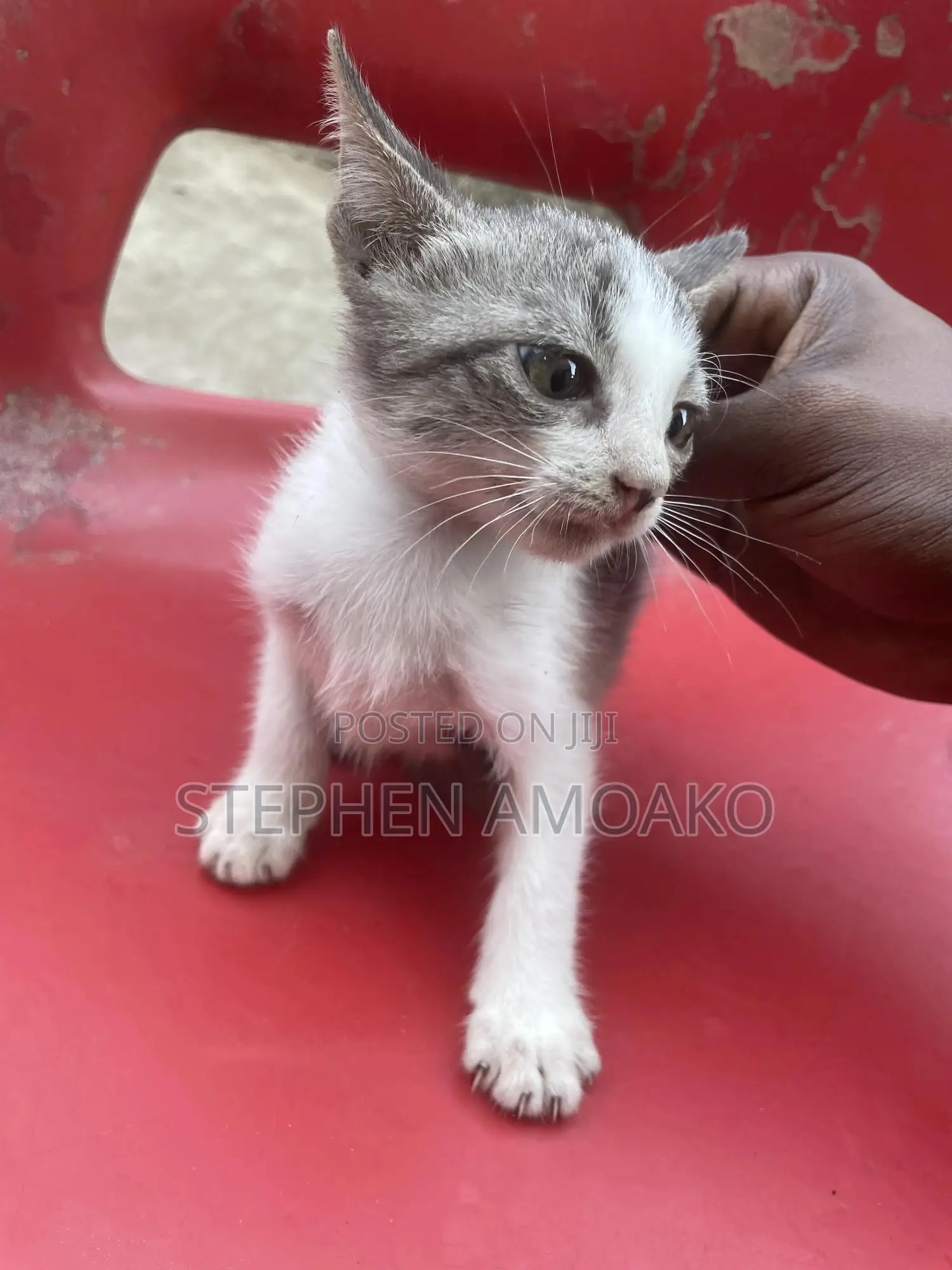 3-6 months Female Mixed Breed Egyptian Mau