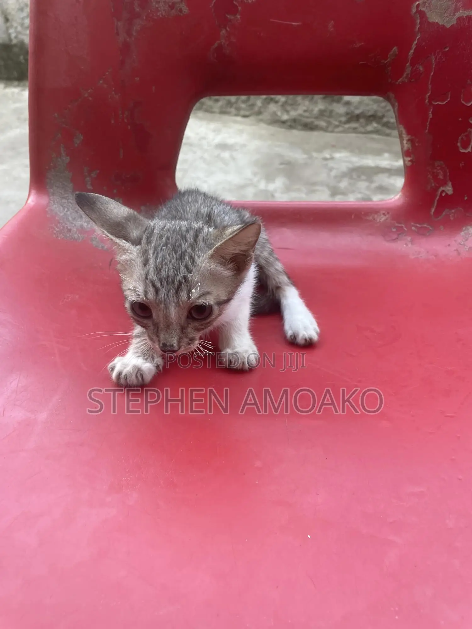 3-6 months Female Mixed Breed Egyptian Mau