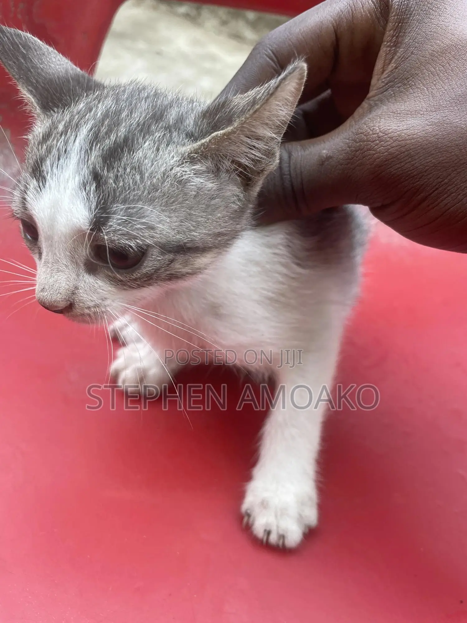 3-6 months Female Mixed Breed Egyptian Mau