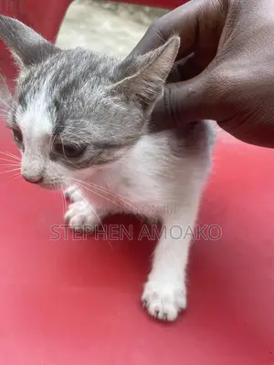 3-6 months Female Mixed Breed Egyptian Mau