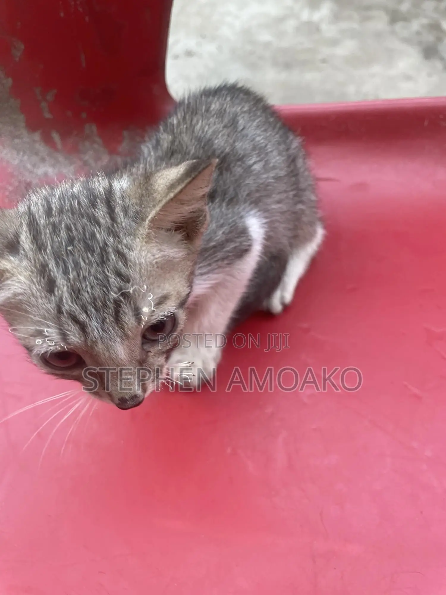 3-6 months Female Mixed Breed Egyptian Mau