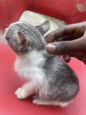 3-6 months Female Mixed Breed Egyptian Mau