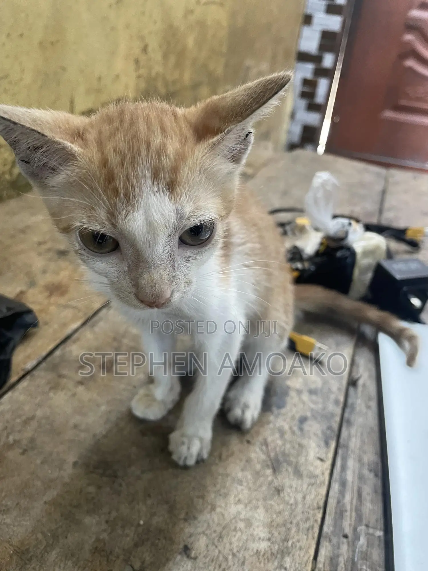 3-6 months Female Mixed Breed Cat