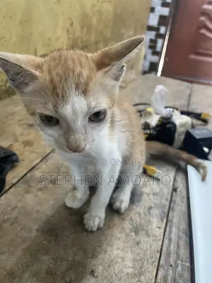 3-6 months Female Mixed Breed Cat