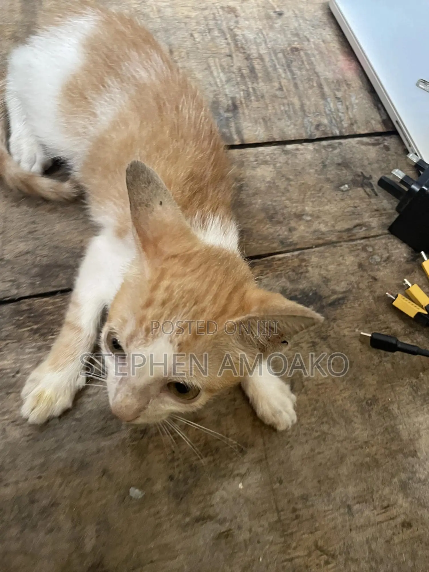 3-6 months Female Mixed Breed Cat