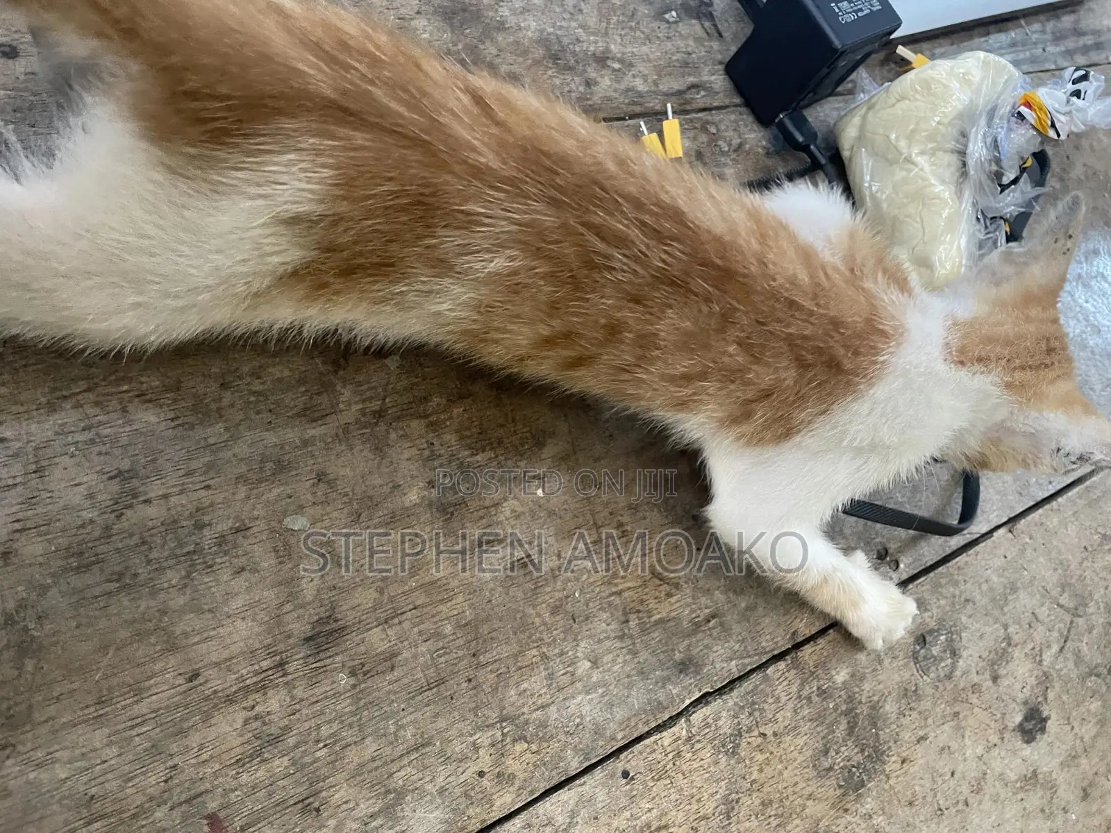 3-6 months Female Mixed Breed Cat