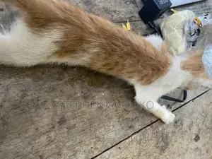 3-6 months Female Mixed Breed Cat