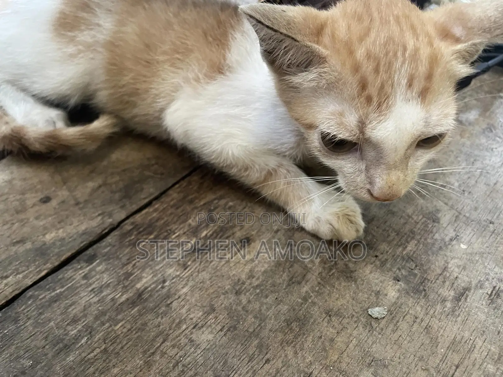 3-6 months Female Mixed Breed Cat