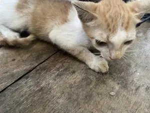3-6 months Female Mixed Breed Cat