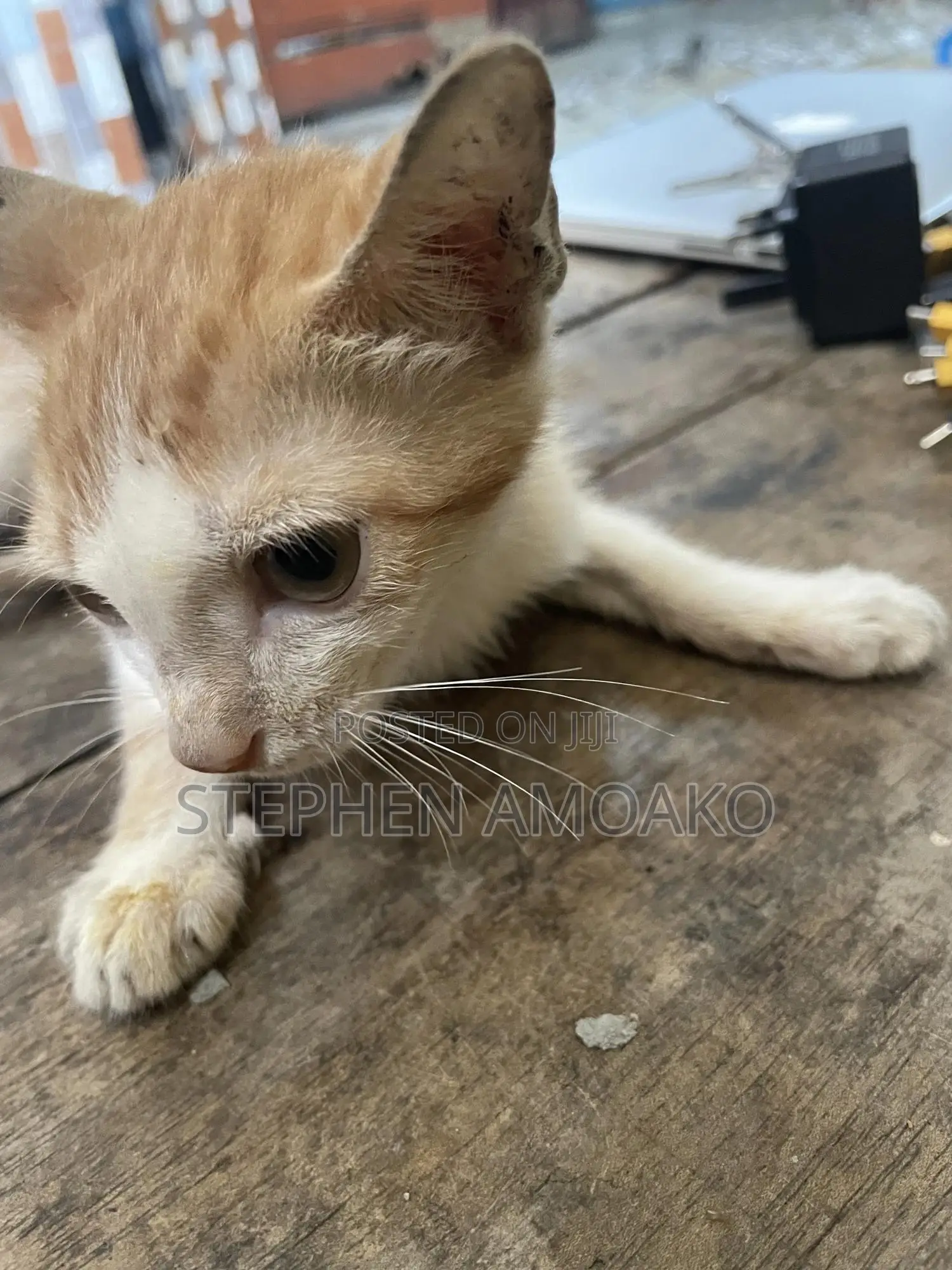 3-6 months Female Mixed Breed Cat