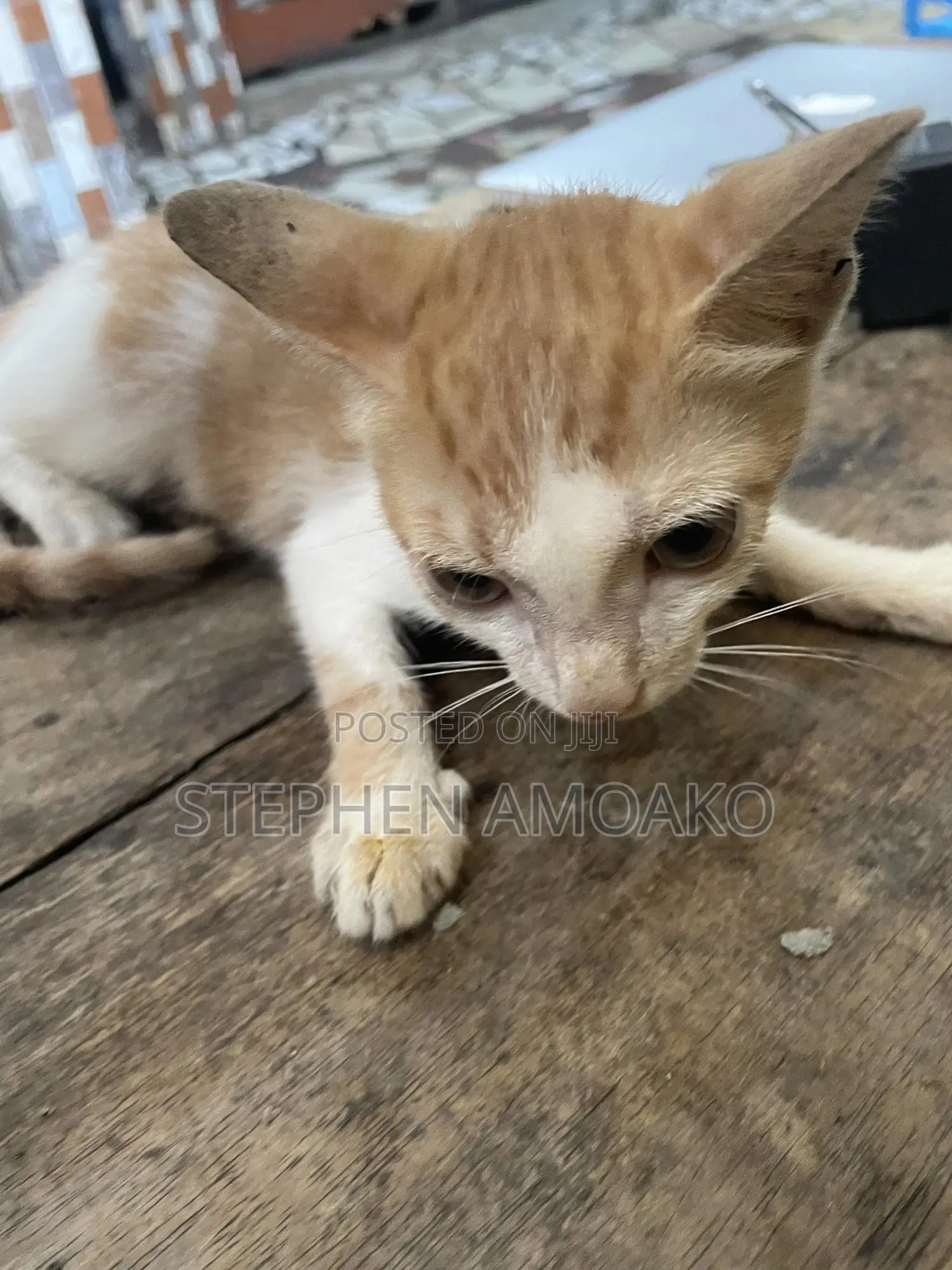 3-6 months Female Mixed Breed Cat