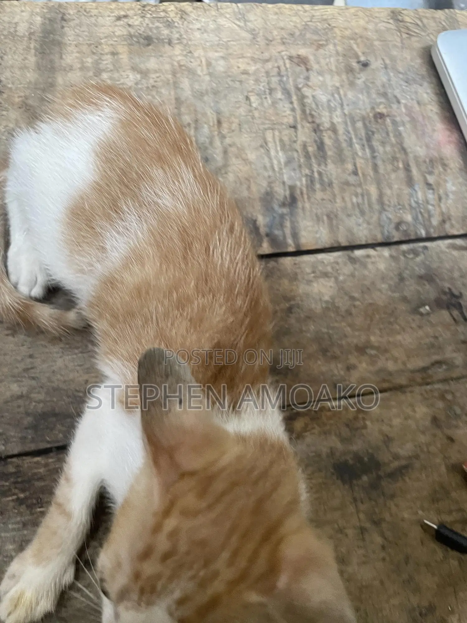 3-6 months Female Mixed Breed Cat