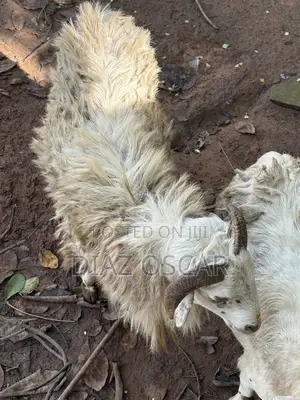 Sheep Fully Grown