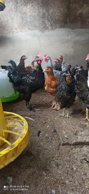 16weeks Pure Brahma Breeds