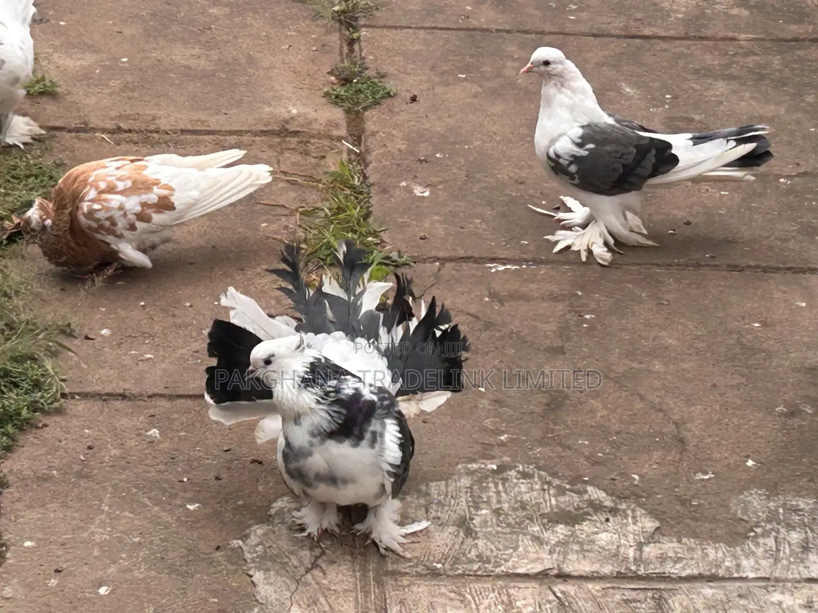 Indian Fantail and Lahore Pigeons
