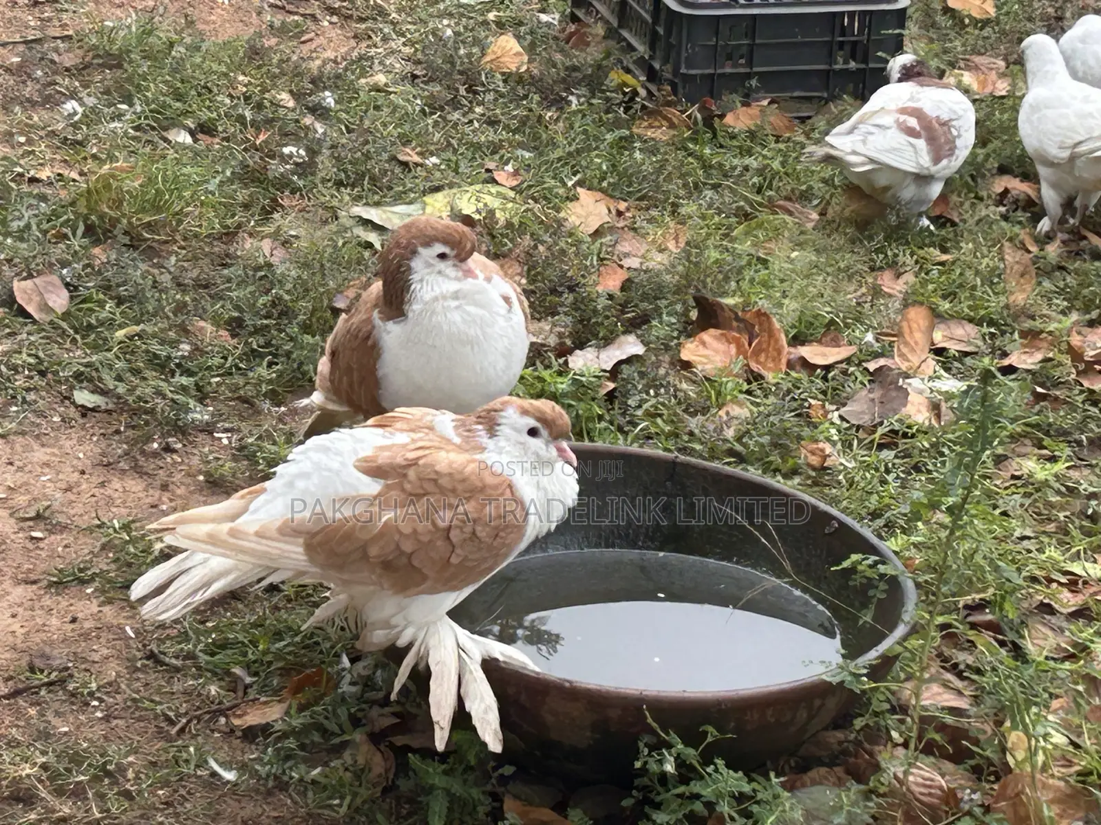 Indian Fantail and Lahore Pigeons