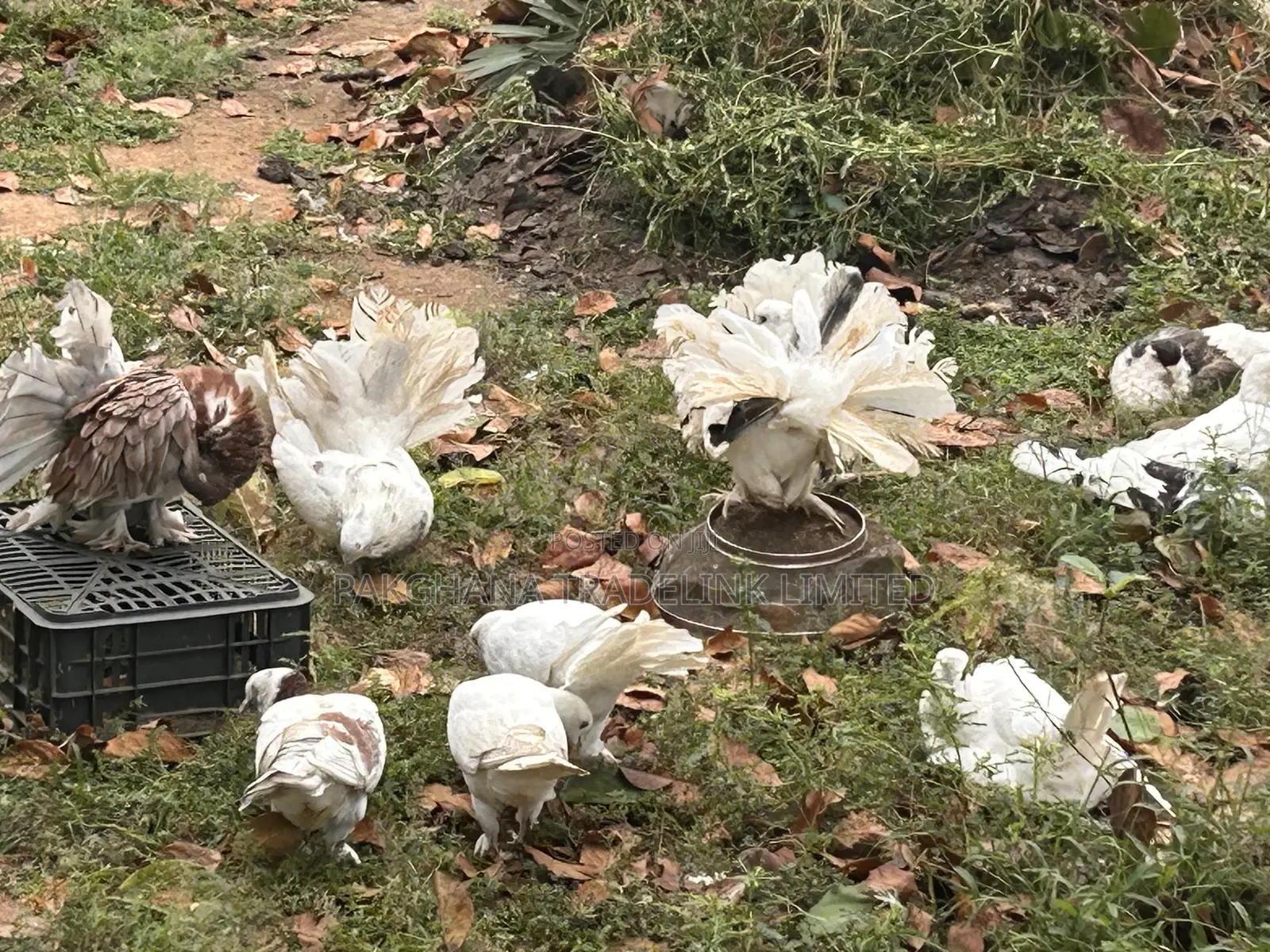 Indian Fantail and Lahore Pigeons