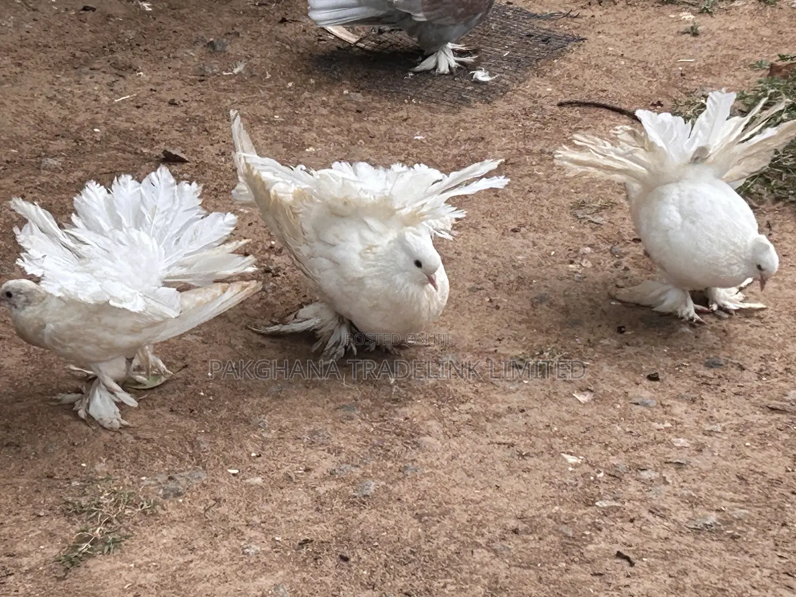 Indian Fantail and Lahore Pigeons