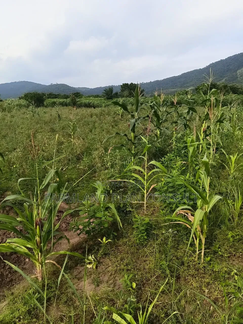 Land for Sale