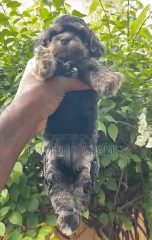 1-3 months Female Purebred Poodle