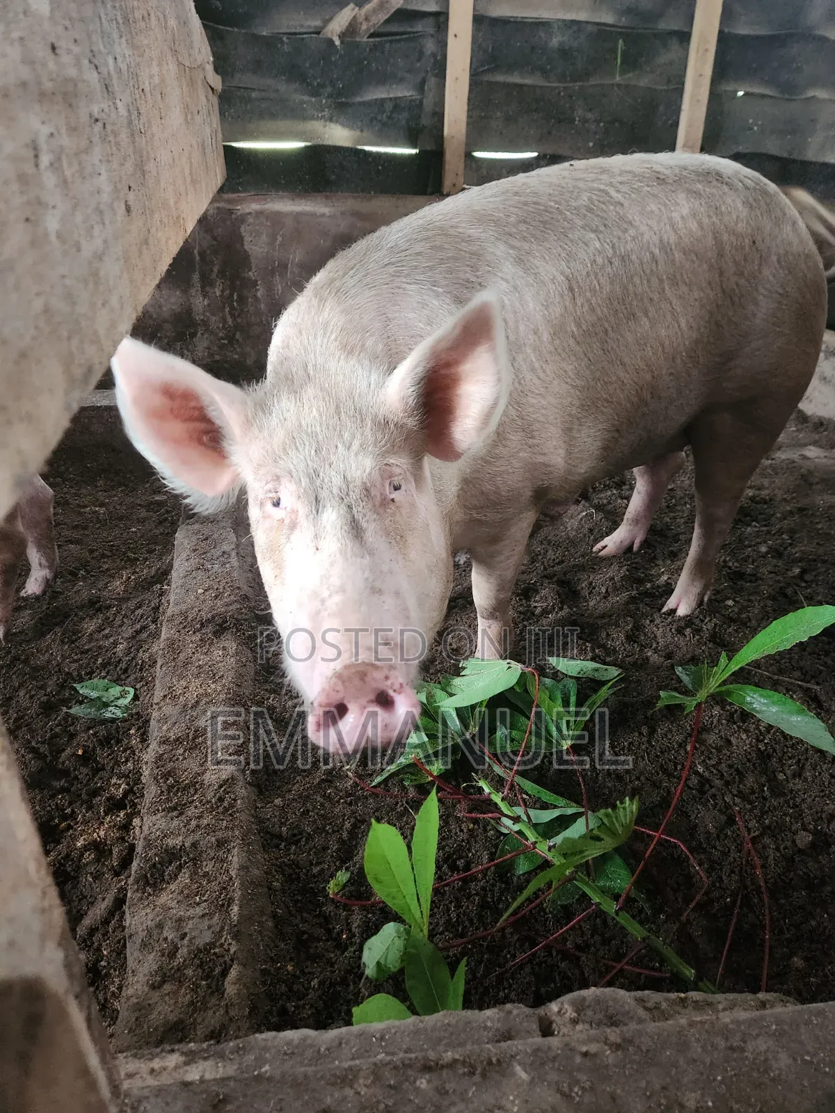 Duroc Pigs Available