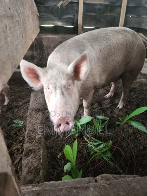 Duroc Pigs Available