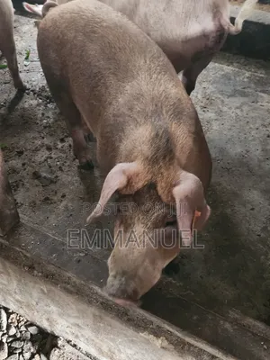 Duroc Pigs Available