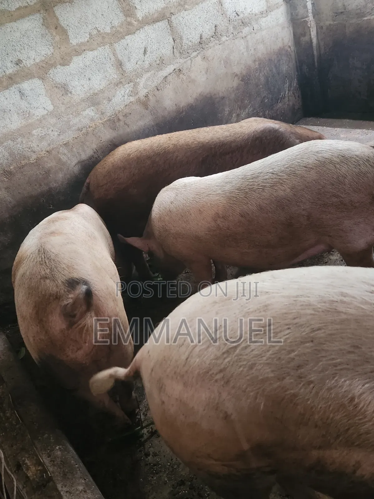 Duroc Pigs Available