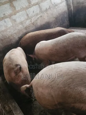 Duroc Pigs Available