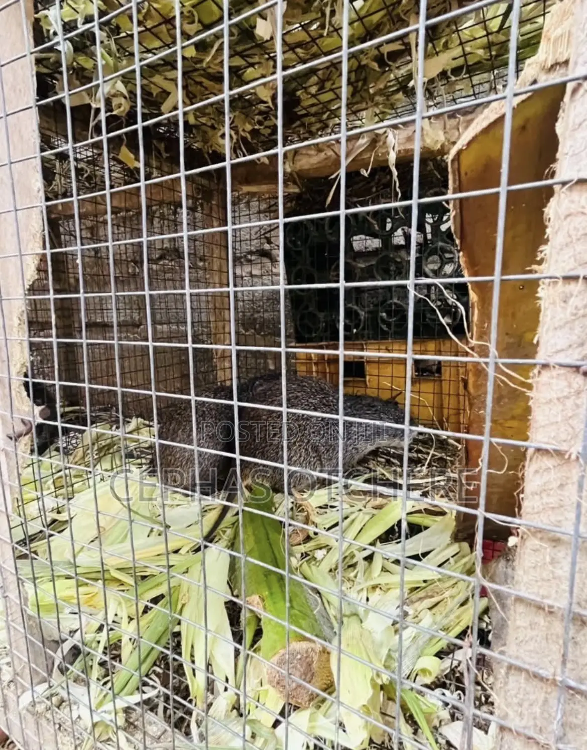 Grown Grasscutters