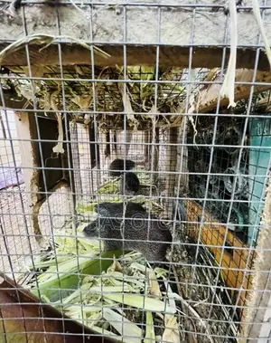 Grown Grasscutters