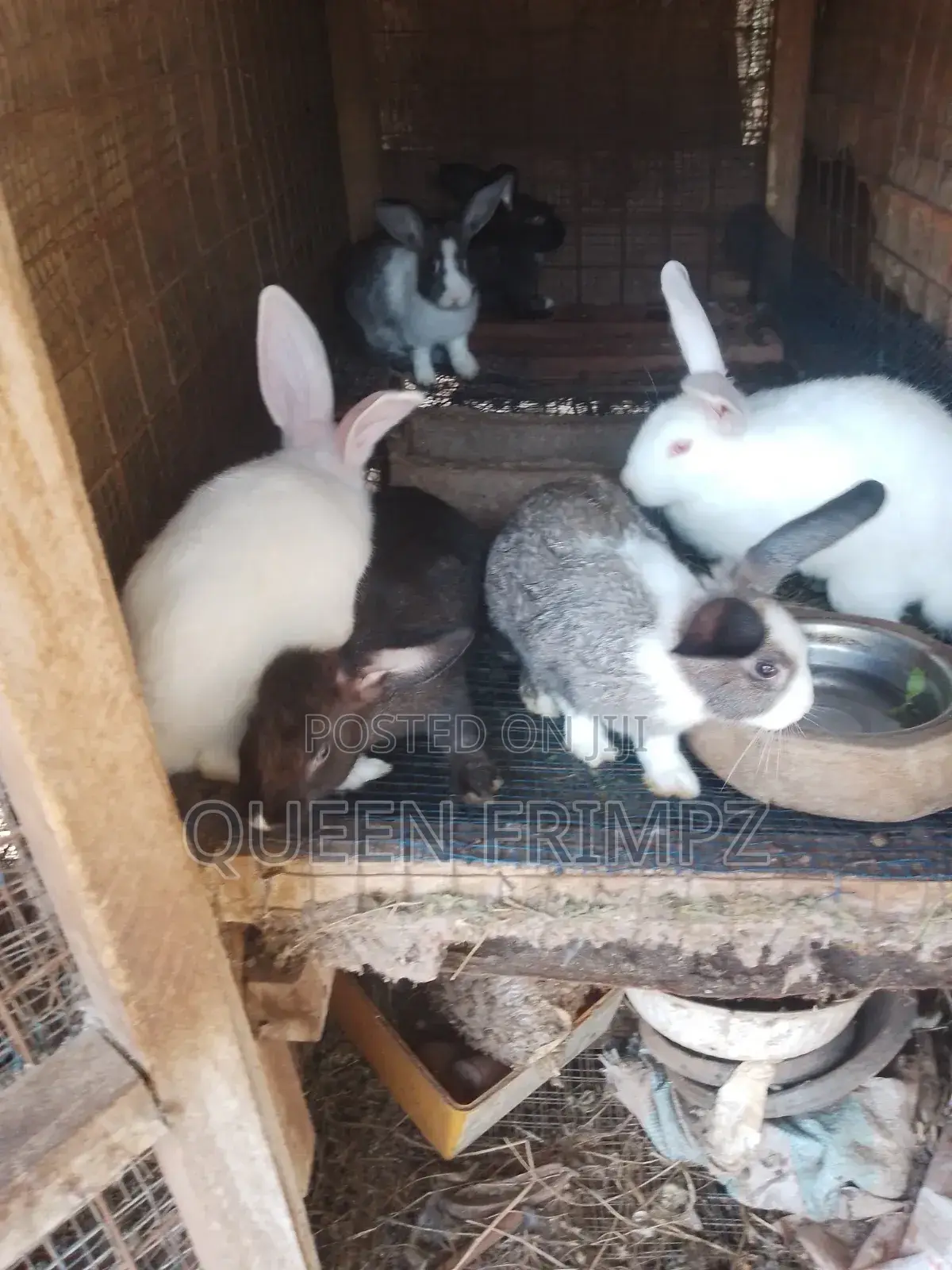 Affordable and Cute Ready to Crossed (Bunnies)Available for Sale