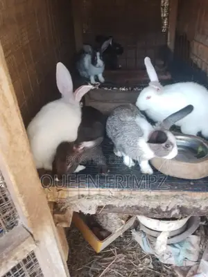 Affordable and Cute Bunnies Available for Sale