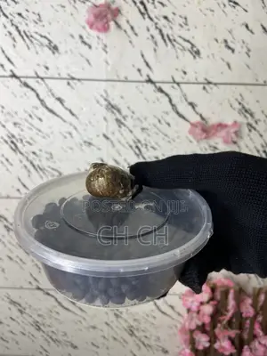 100% Effective Love Spell Women Kayamatan Bedianko and Vagina Tighten