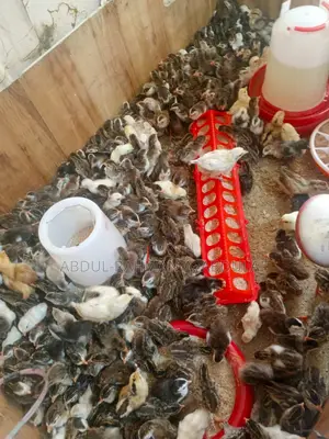 Guinea Keets