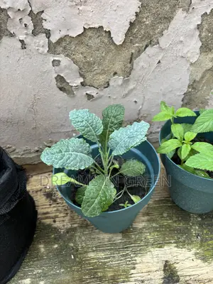 Kale Seedlings “Black Magic”