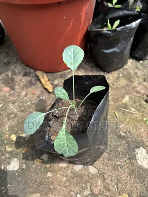 Kale Seedlings “Black Magic”