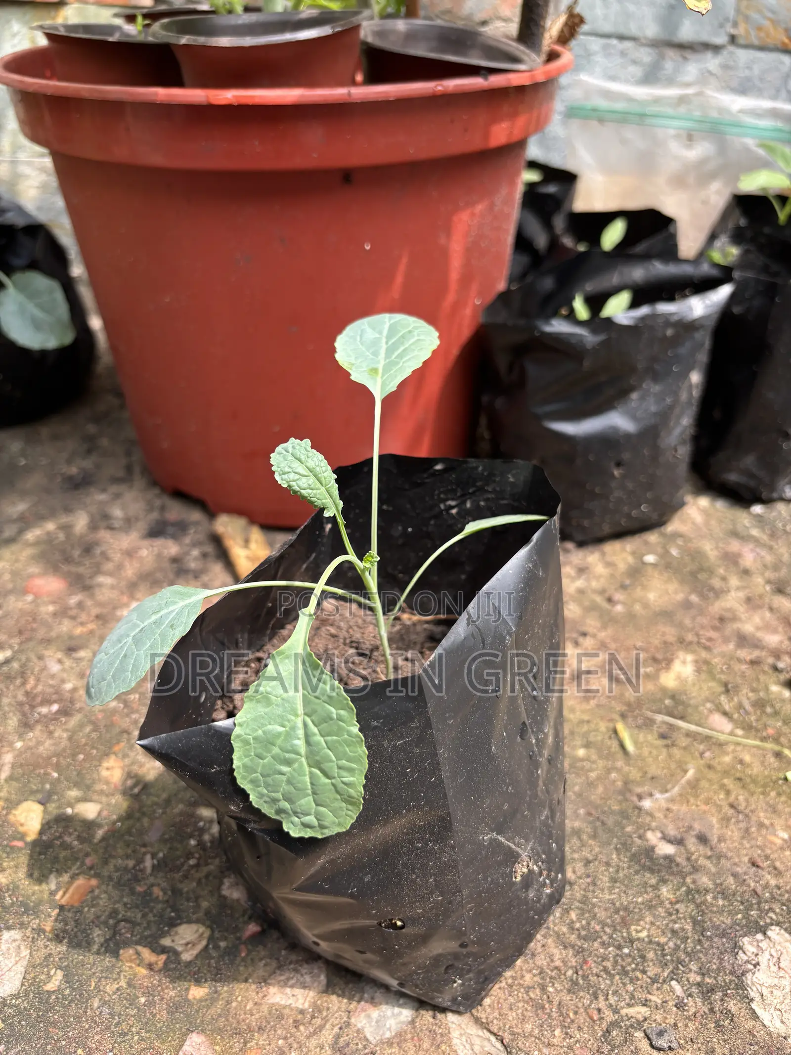 Kale Seedlings “Black Magic”