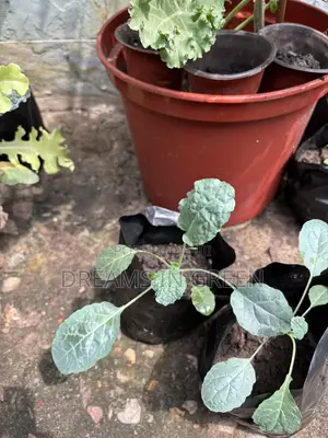 Kale Seedlings “Black Magic”