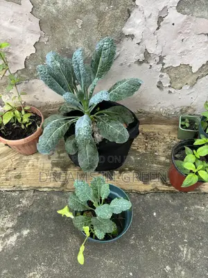 Kale Seedlings “Black Magic”